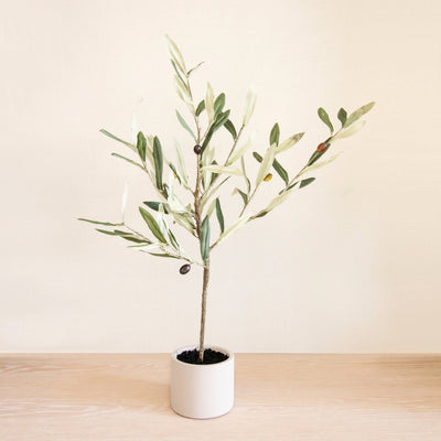 Small Potted Olive Tree