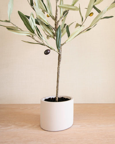 Small Potted Olive Tree
