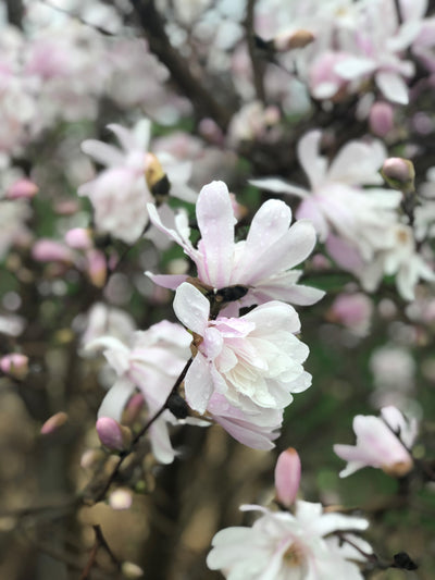 Spring Always Comes