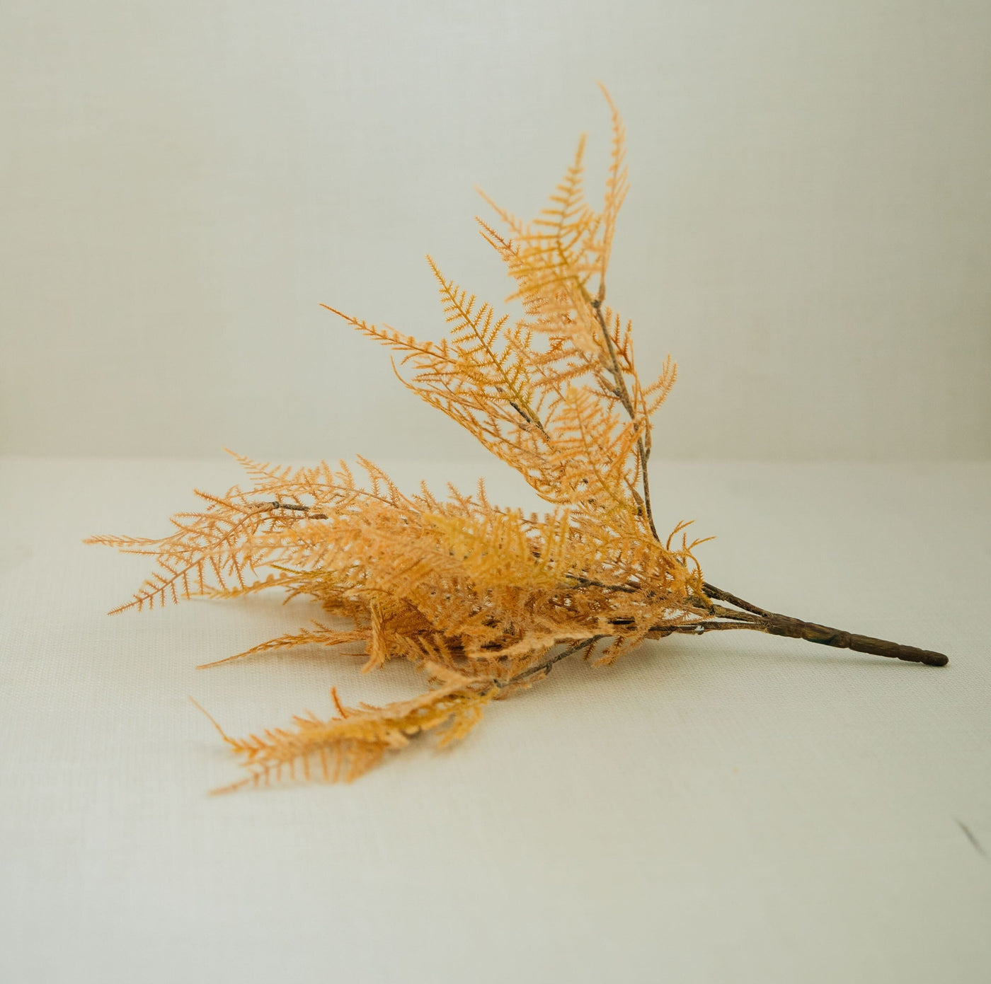 Fernbank Bush | 3 Colors