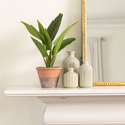 Potted Banana Leaf Plant