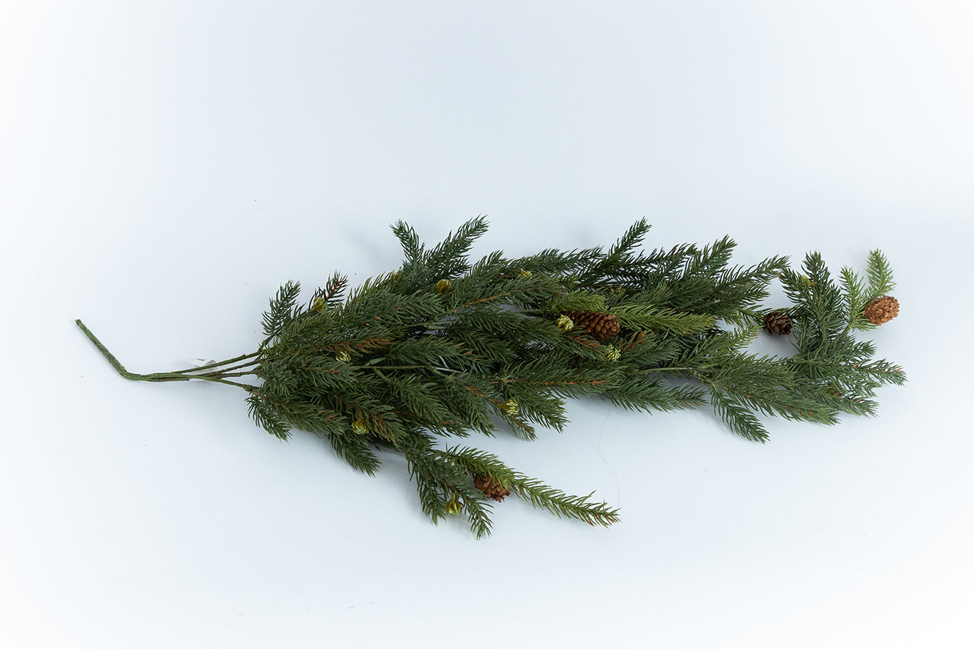 White Spruce Branch