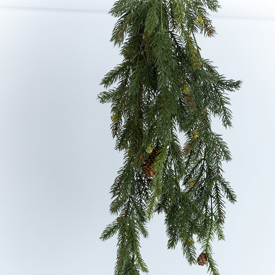 White Spruce Branch