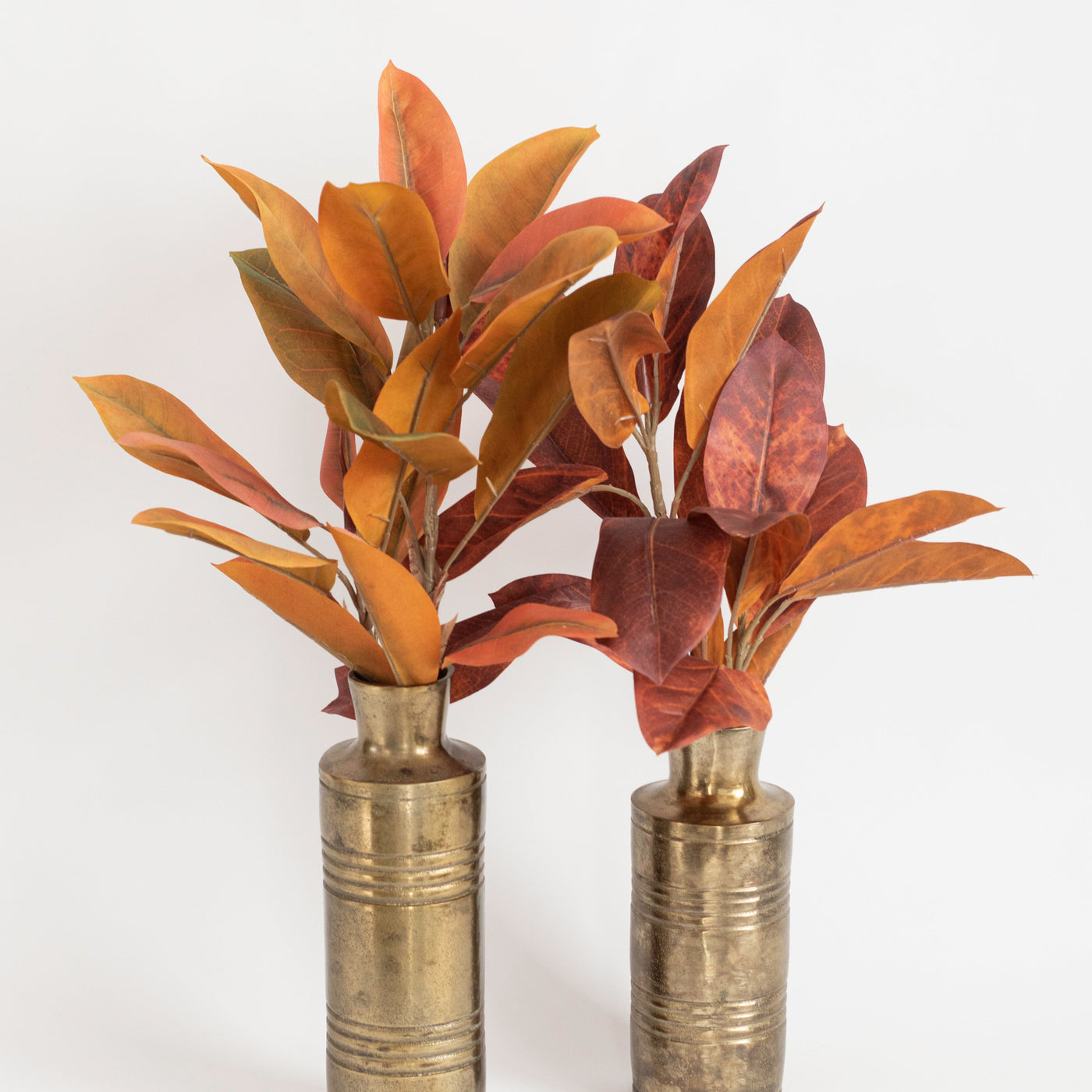 Catalpa Bush | 2 Styles