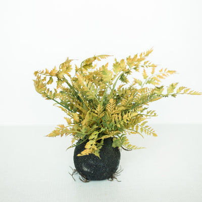 Rooted Autumn Fern