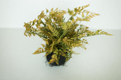 Rooted Autumn Fern