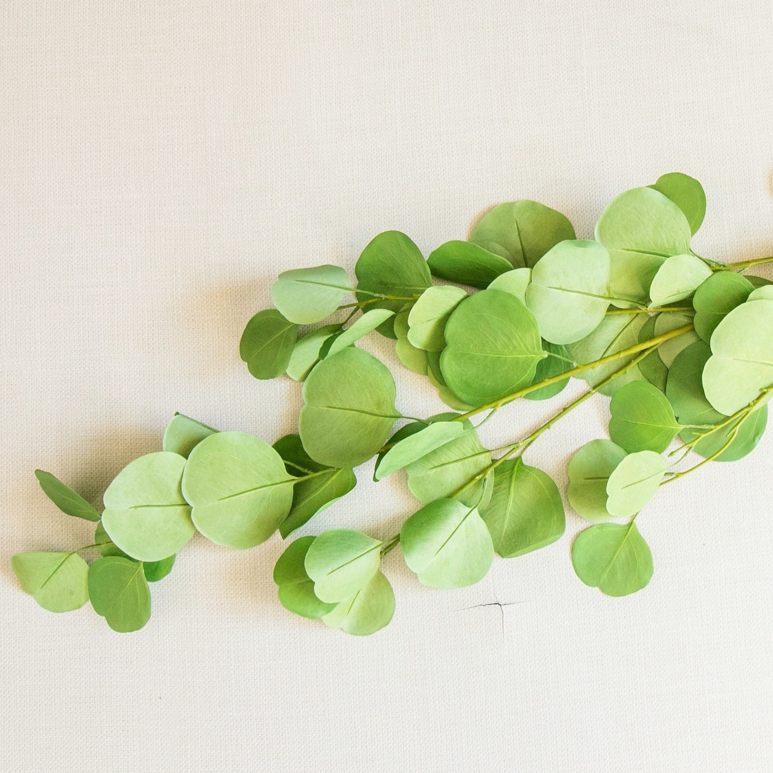 Eucalyptus stem joyfully said