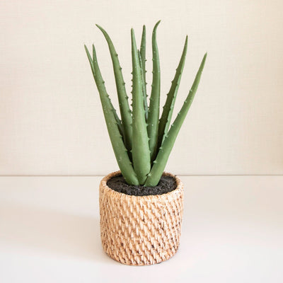 Potted Aloe Plant