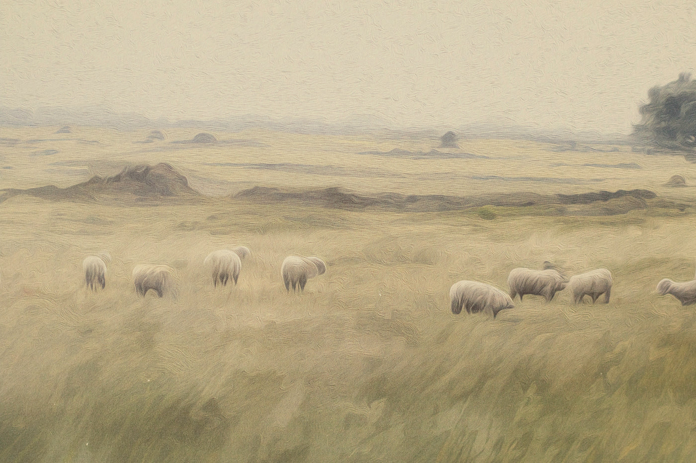 Sheep in the Meadow