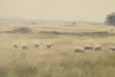 Sheep in the Meadow