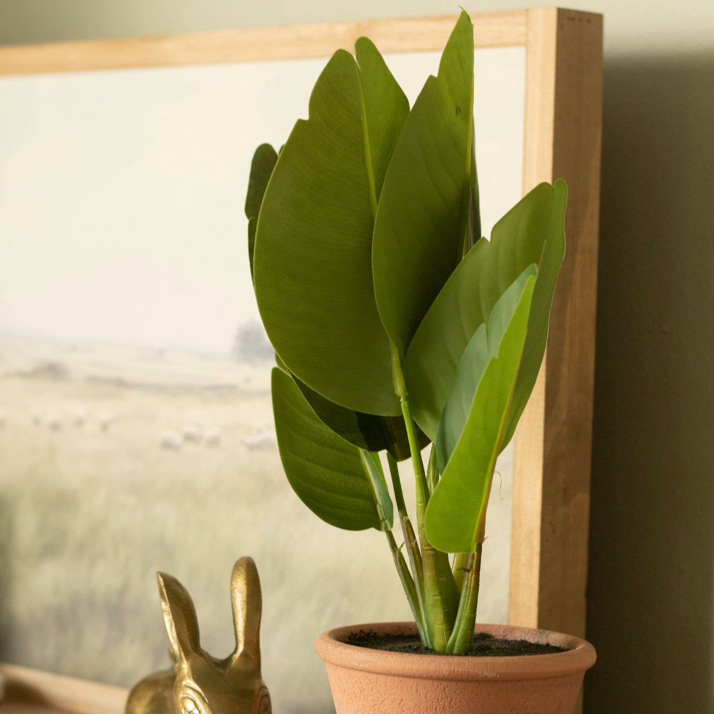 Potted Banana Leaf Plant