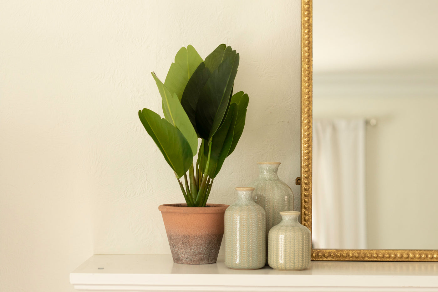 Potted Banana Leaf Plant