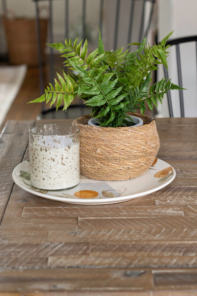 Fern in Cement Pot