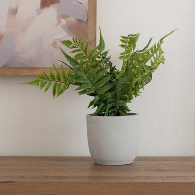 Fern in Cement Pot