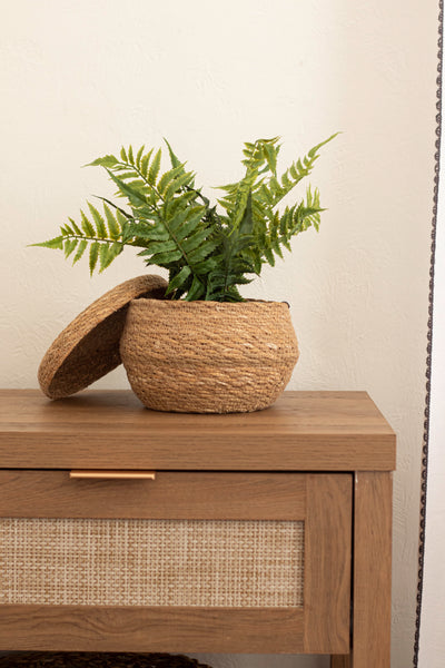 Fern in Cement Pot