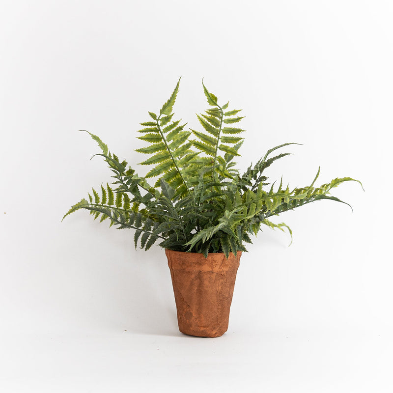 Hearthside Fern