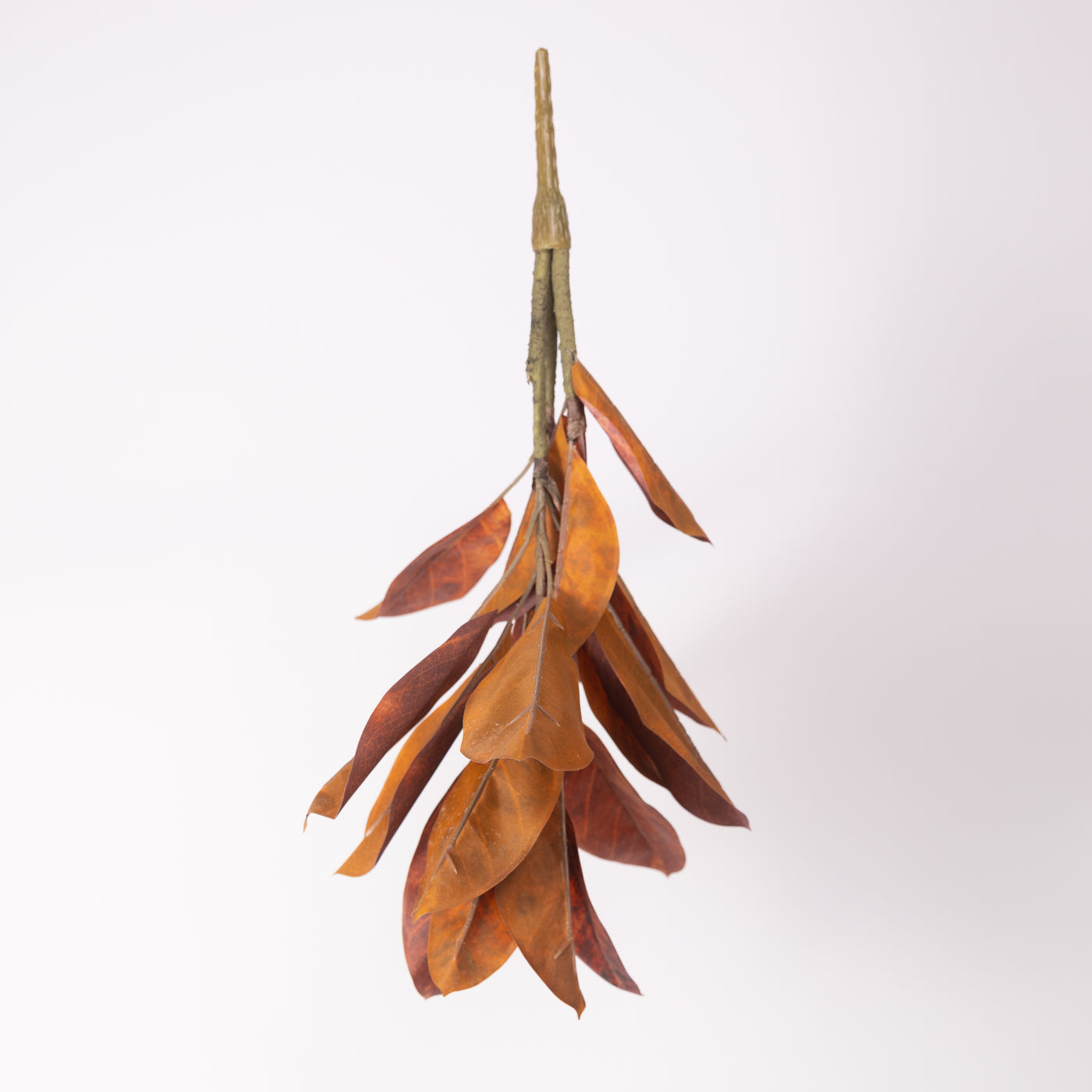 Catalpa Bush | 2 Styles
