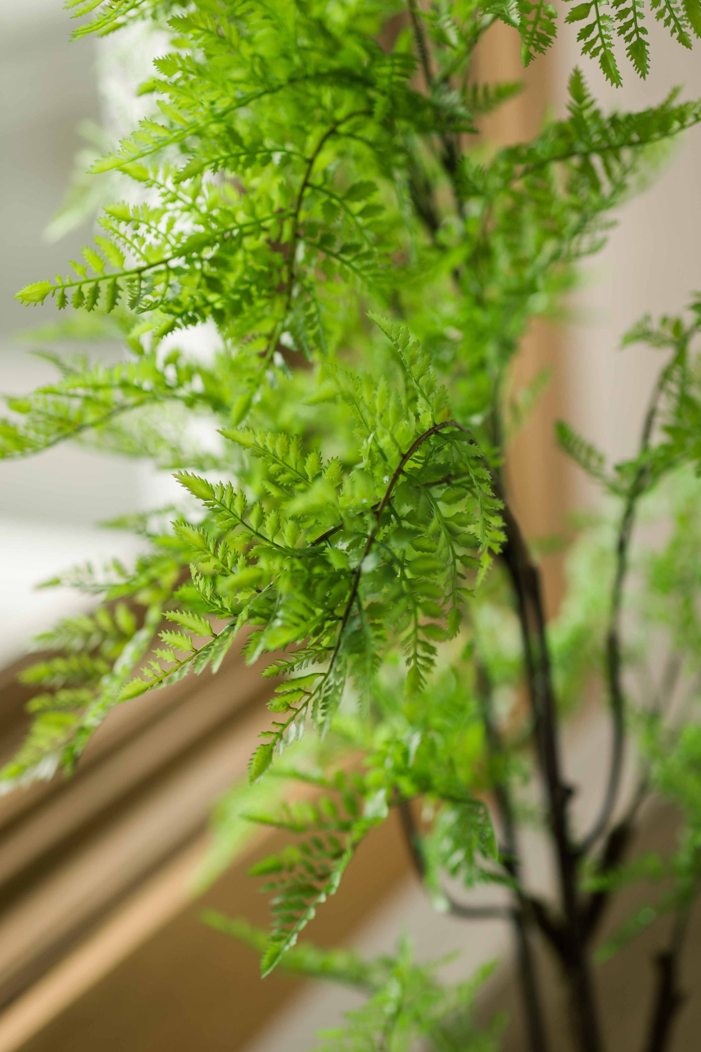 Maidenhair Fern Tree