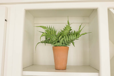 Terracotta Potted Fern