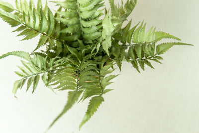Terracotta Potted Fern