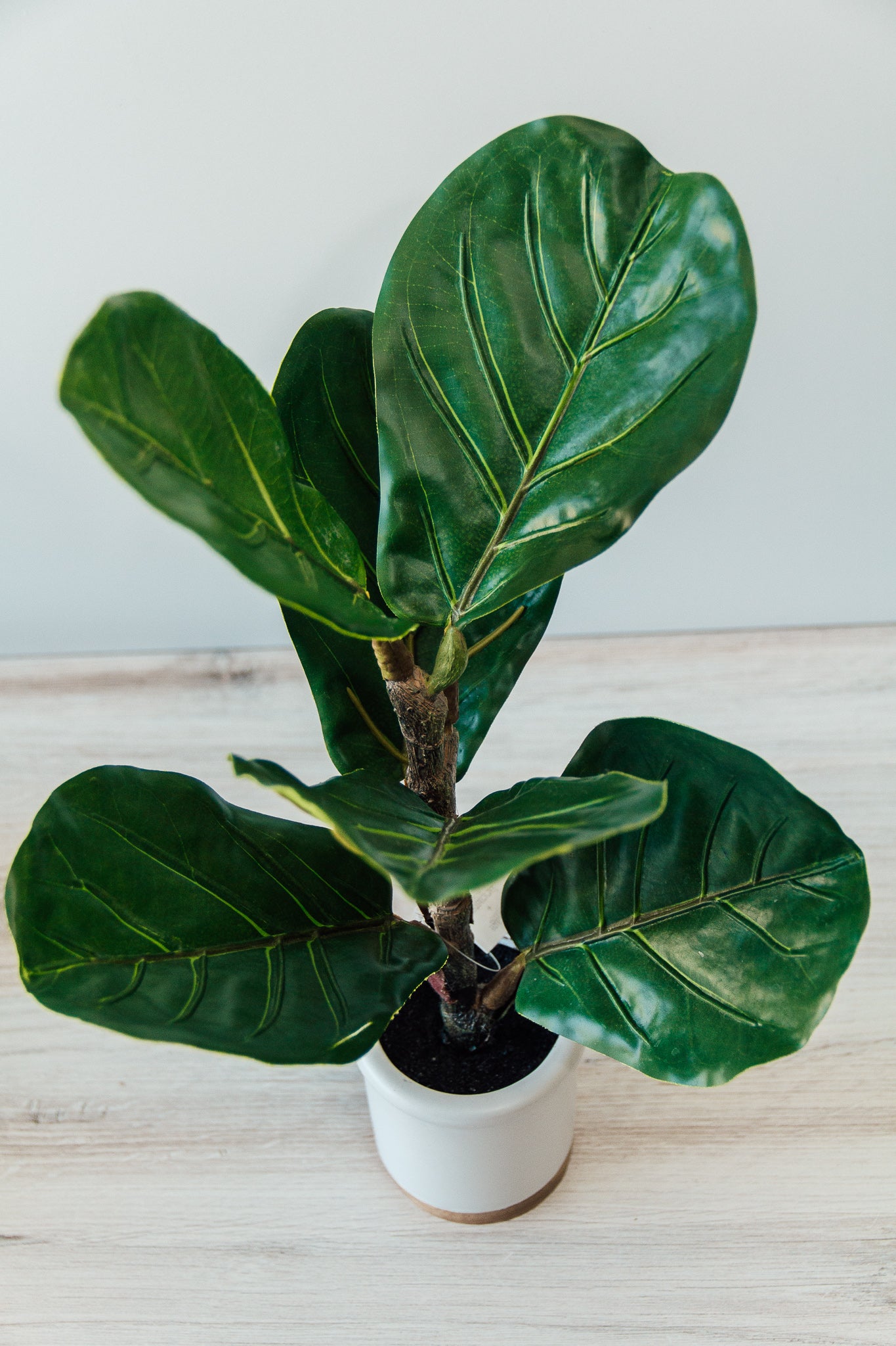 Potted Fiddle Leaf Fig