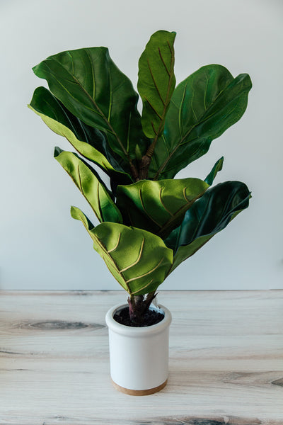 Potted Fiddle Leaf Fig