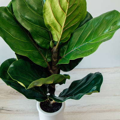 Potted Fiddle Leaf Fig