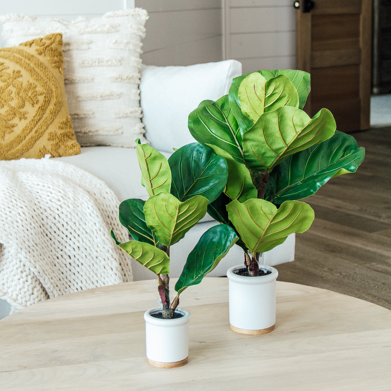 Potted Fiddle Leaf Fig