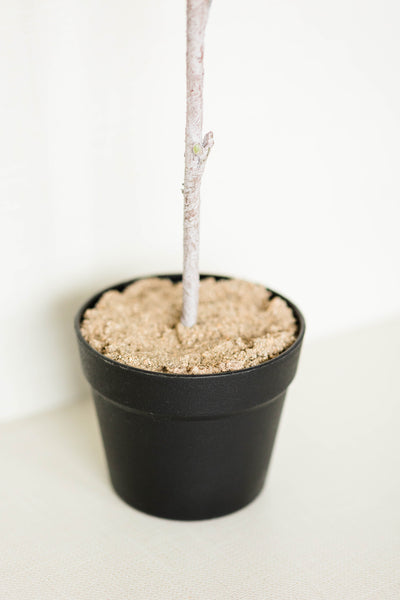 Potted Herb Topiary