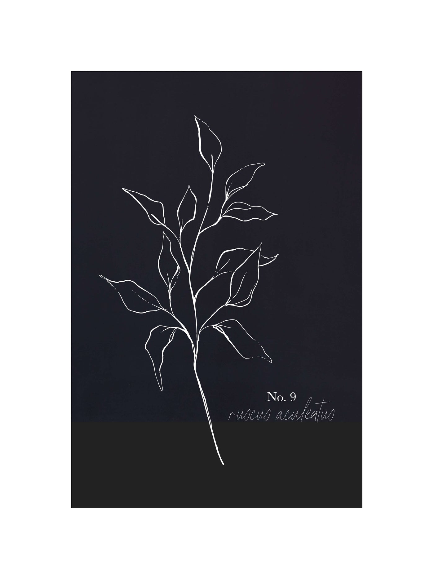 Ruscus Botanical
