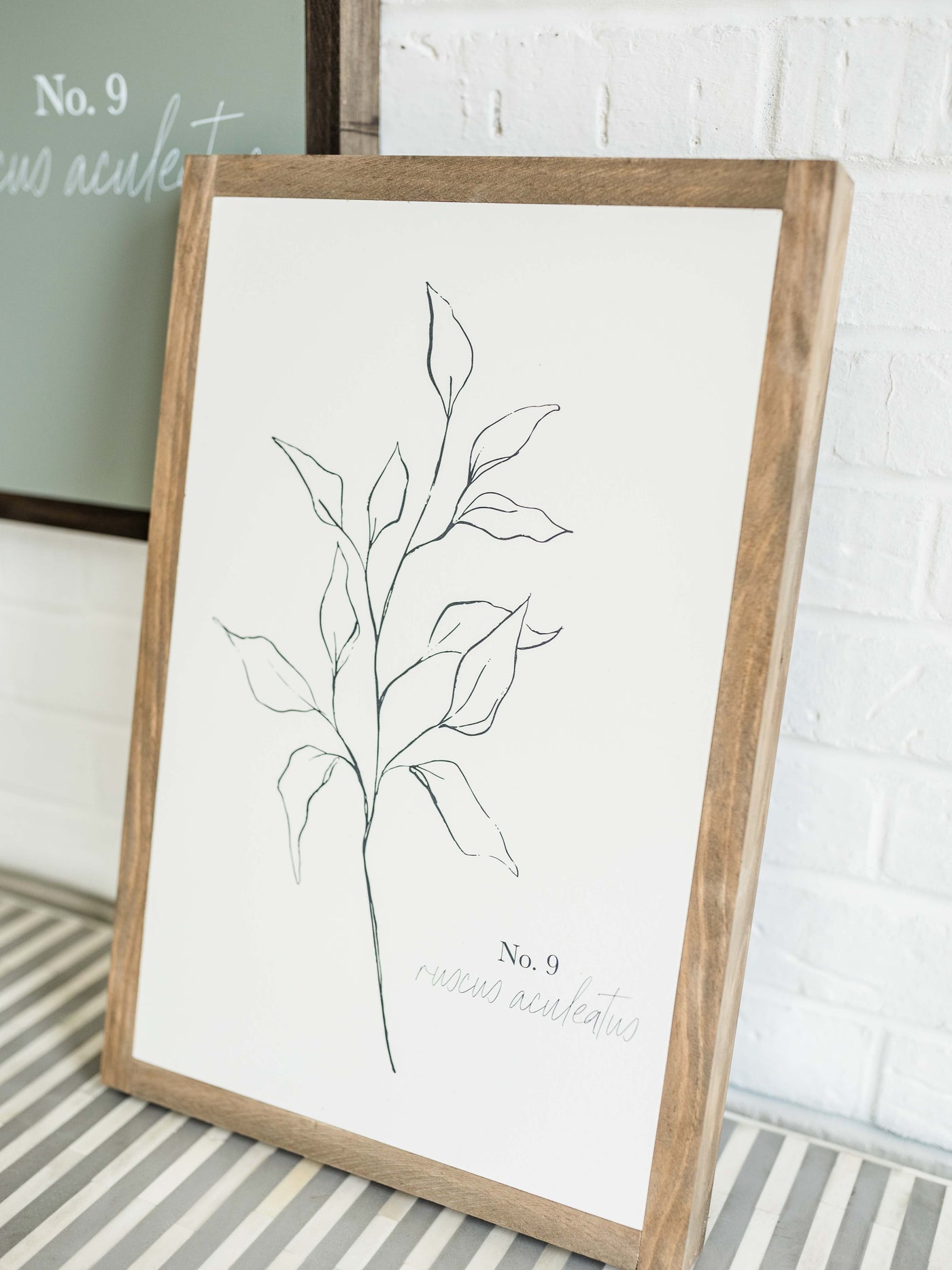 Ruscus Botanical