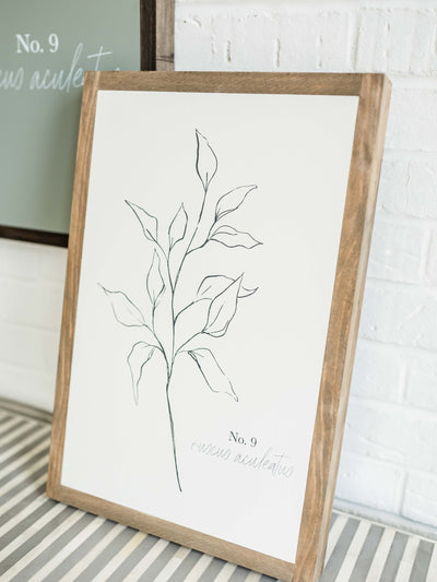 Ruscus Botanical